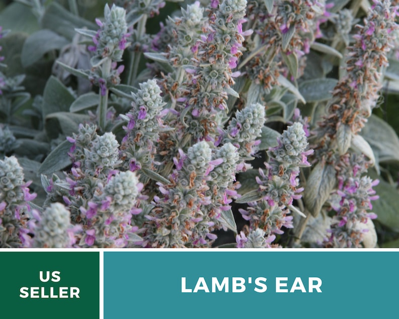 Lamb's Ear 50 Seeds Medicinal Herb GMO Free stachys Etsy