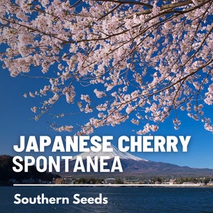 May include: A close-up of a Japanese cherry tree in full bloom with pink blossoms against a blue sky. The text "JAPANESE CHERRY SPONTANEA" is in white letters on a black background. The text "Southern Seeds" is in white letters on a black background.