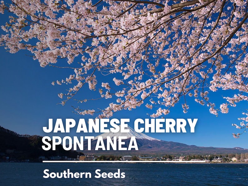 May include: A close-up of a Japanese cherry tree in full bloom with pink blossoms against a blue sky. The text "JAPANESE CHERRY SPONTANEA" is in white letters on a black background. The text "Southern Seeds" is in white letters on a black background.
