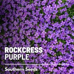 Op de afbeelding: Een close-up afbeelding van een bed met paarse steenkersbloemen. De tekst "ROCKCRESS PURPLE" en "Southern Seeds" is zichtbaar onderaan de afbeelding.