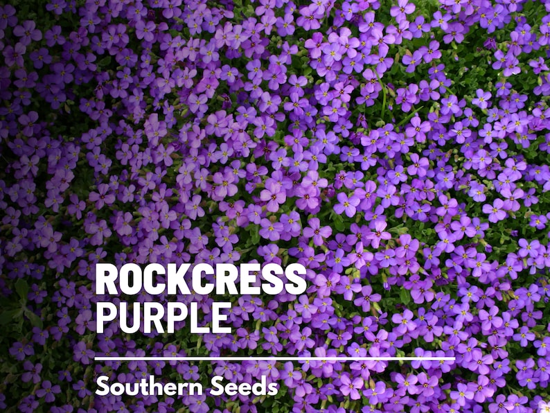Op de afbeelding: Een close-up afbeelding van een bed met paarse steenkersbloemen. De tekst "ROCKCRESS PURPLE" en "Southern Seeds" is zichtbaar onderaan de afbeelding.