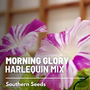 May include: Close-up of two pink and white striped morning glory flowers. The flowers are in focus, with a blurred background. The text "Morning Glory Harlequin Mix" and "Southern Seeds" is visible below the flowers.