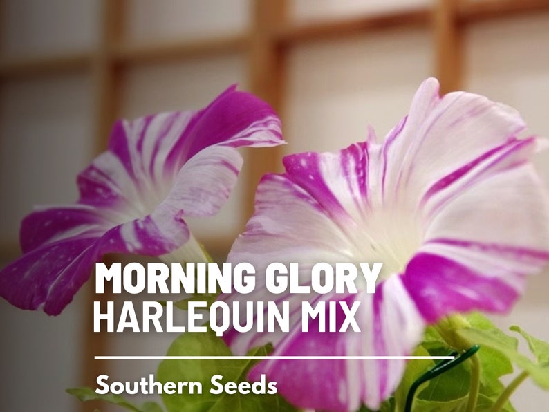 May include: Close-up of two pink and white striped morning glory flowers. The flowers are in focus, with a blurred background. The text "Morning Glory Harlequin Mix" and "Southern Seeds" is visible below the flowers.
