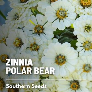 Zinnia, Polar Bear - 100 Seeds - Heirloom Flower, Pure white blooms, Attracts Pollinators, Garden Gift (Zinnia elegans)