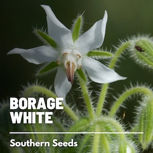 Borage, White - 50 Seeds - Heirloom Culinary & Medicinal Herb - Non-GMO (Borago officinalis)