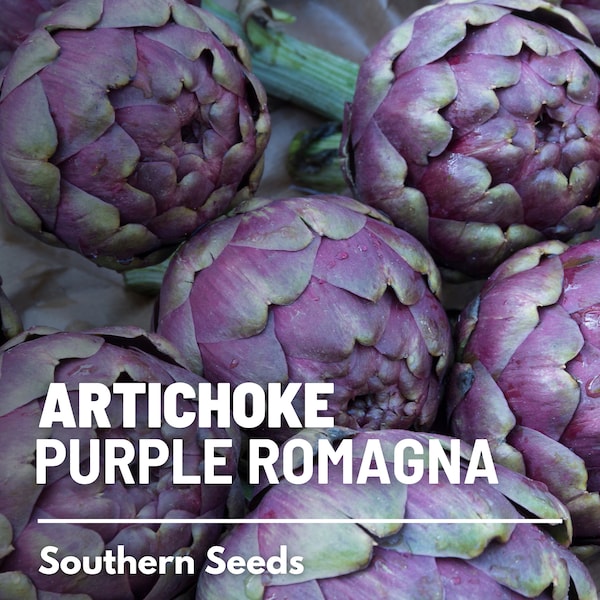 Artichoke, Purple Romagna - 25 Seeds - Heirloom Vegetable, Open Pollinated, Non-GMO, Garden Gift (Cynara scolymus)