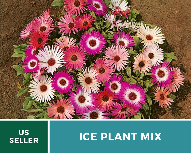 Ice Plant, Mix 200 Seeds Heirloom Ground Cover Colorful and Drought-Tolerant Mesembryanthemem criniflorum image 3