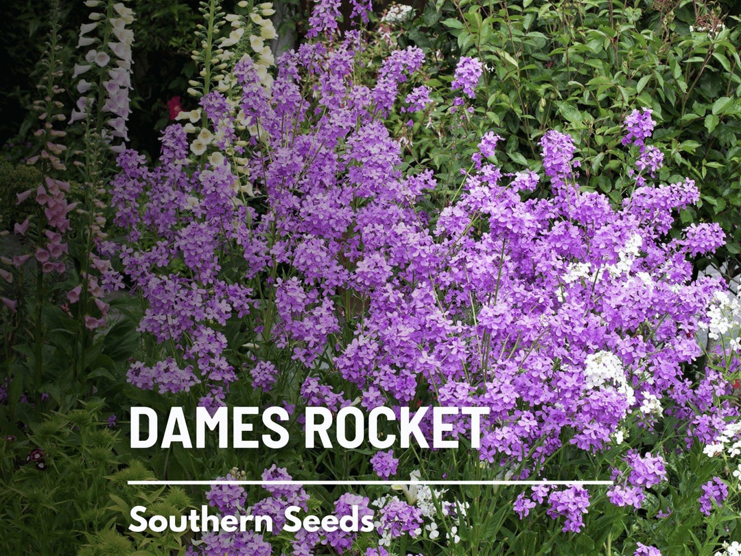 Dames Rocket 200 Seeds Heirloom Flower, Edible, Fragrant and Colorful