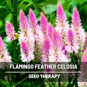 Celosia, Flamingo Feather - 40 Seeds - Heirloom Flower, Ornamental Grass, Landscape Plant, Wheat celosia (Celosia spicata)