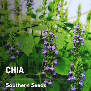 Chia 250 Seeds Heirloom Culinary & Medicinal Herb Superfood Non-GMO Salvia hispanica image 1