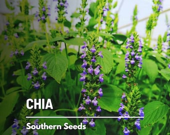 Chia - 250 Seeds - Heirloom Culinary & Medicinal Herb - Superfood - Non-GMO (Salvia hispanica)