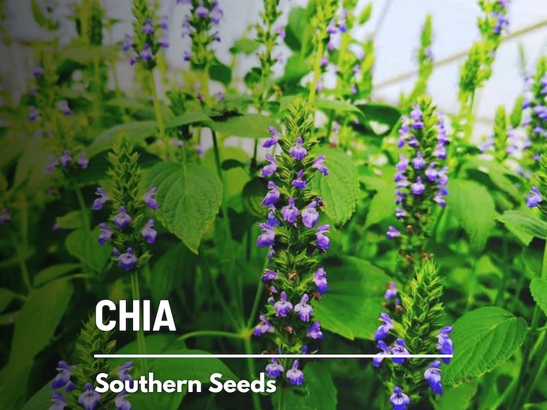 Chia 250 Seeds Heirloom Culinary & Medicinal Herb Superfood Non-GMO Salvia hispanica image 1