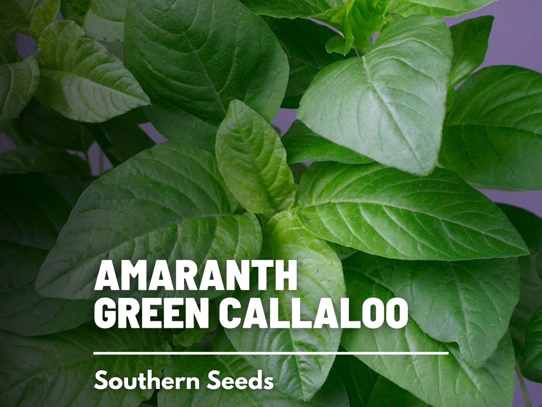 Amaranth, Green Callaloo - 250 Seeds - Herloom Greens - Chnese