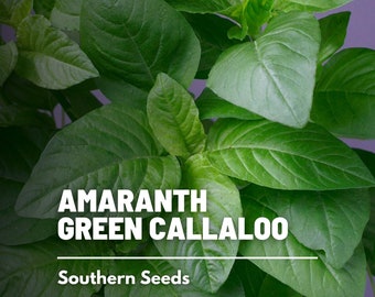 Amaranth, Green Callaloo - 250 Seeds - Heirloom Greens - Chinese Cabbage (Amaranthus "Green Callaloo")