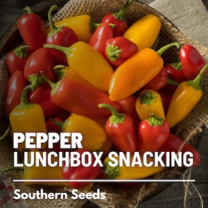 Pepper, Lunchbox Sweet Snacking - 25 Seeds  - Heirloom - Non-GMO - Easy To Grow (Capsicum annuum)