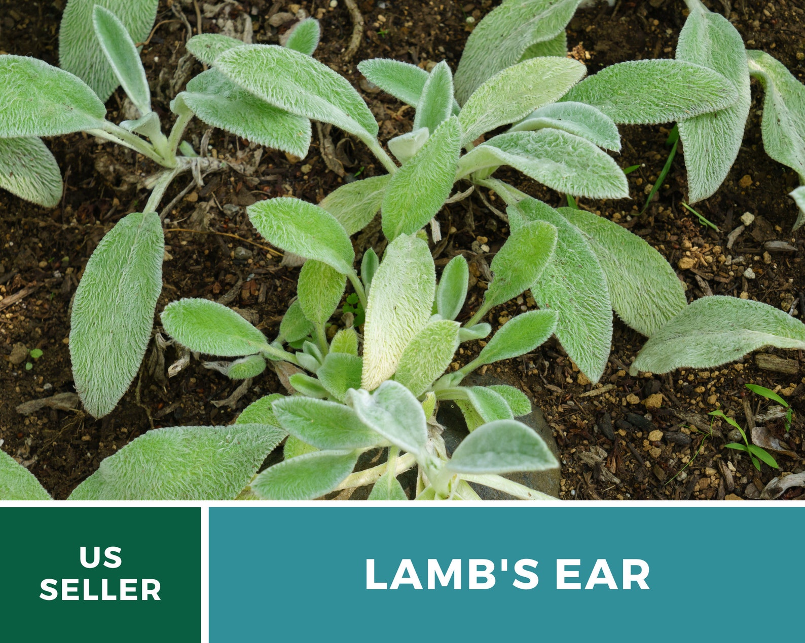 Lamb's Ear 50 Seeds Medicinal Herb GMO Free Etsy