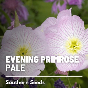 Evening Primrose, Pale - 100 Seeds - Heirloom Flower - Medicinal Herb (Oenothera pallida)