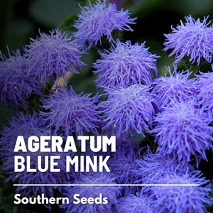 Ageratum, Blue Mink Dwarf 100 Seeds Heirloom Flower Stunning Blue Blooms, Wildflower, Cut Flowers Ageratum houstonianum image 3