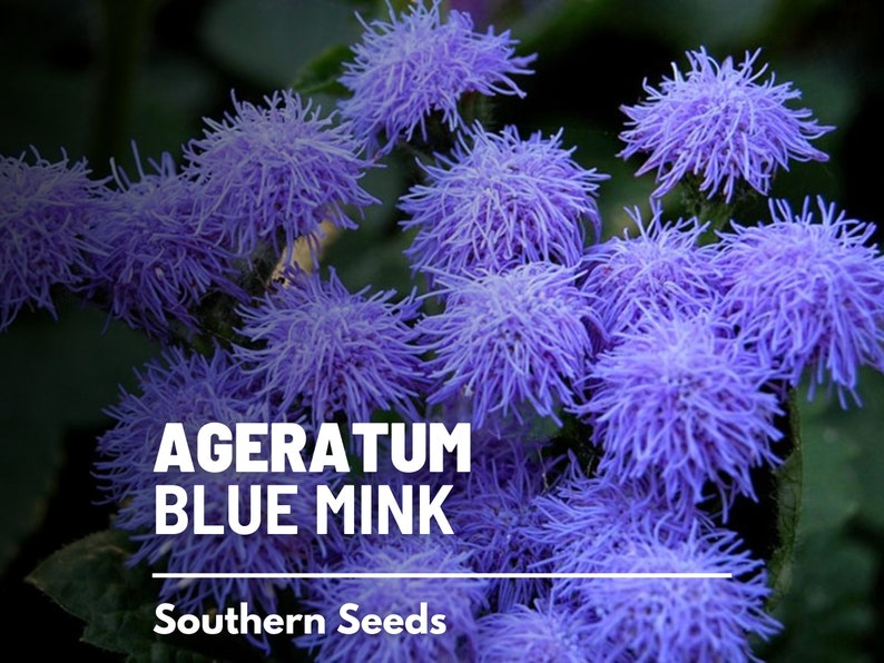 Ageratum, Blue Mink Dwarf 100 Seeds Heirloom Flower Stunning Blue Blooms, Wildflower, Cut Flowers Ageratum houstonianum image 3