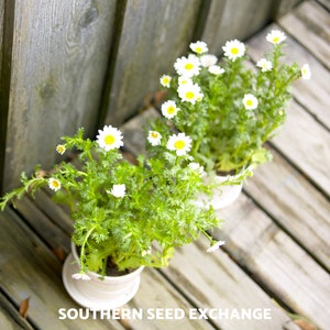 May include: Two white potted plants with small white flowers and green leaves on a wooden surface. The plants are in white pots with a brown wooden surface behind them. The text "SOUTHERN SEED EXCHANGE" is visible at the bottom of the image.