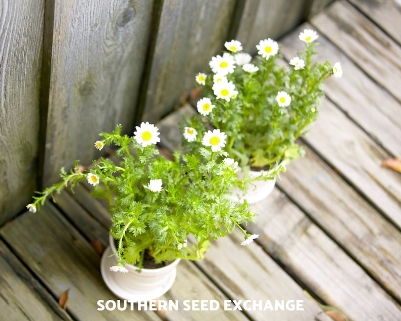 May include: Two white potted plants with small white flowers and green leaves on a wooden surface. The plants are in white pots with a brown wooden surface behind them. The text "SOUTHERN SEED EXCHANGE" is visible at the bottom of the image.