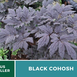 Black Cohosh Bugbane 25 Seeds Heirloom Medicinal Herb Ornamental Flower Cimicifuga ramosa atropurpurea image 7
