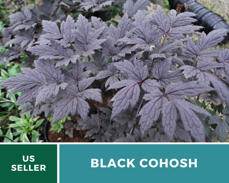 Bugbane Black Cohosh 25 Seeds Medicinal Rewarding to Etsy