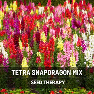 Tetra Mix Snapdragon Seeds – Heirloom Flower, Showy Plant, Cut Flowers, Bouquets, Garden Gift, Easy to Grow | 200 Seeds