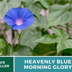 May include: A single, vibrant blue morning glory flower with a white center blooms against a backdrop of lush green leaves. The text "HEAVENLY BLUE MORNING GLORY" is displayed below the flower.