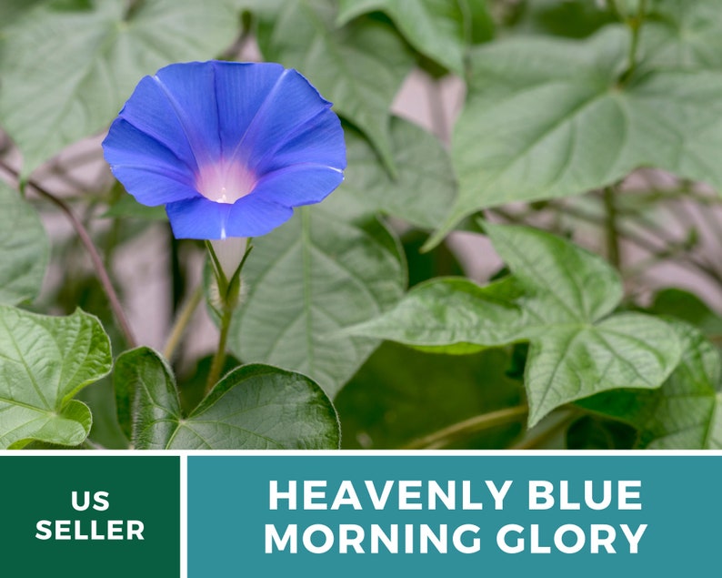 May include: A single, vibrant blue morning glory flower with a white center blooms against a backdrop of lush green leaves. The text "HEAVENLY BLUE MORNING GLORY" is displayed below the flower.
