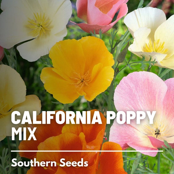 Poppy, California Mix - 200 Seeds - Heirloom Flower - Diverse Mix of Colors - Non-GMO (Eschscholzia californica)