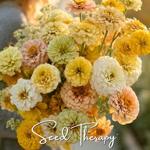 May include: A large bouquet of zinnia flowers in shades of yellow, cream, peach, and pale green. The flowers have dense, layered petals and are arranged in a rounded cluster. The white cursive text Seed Therapy is overlaid at the bottom.