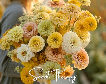 May include: A large bouquet of zinnia flowers in shades of yellow, cream, peach, and pale green. The flowers have dense, layered petals and are arranged in a rounded cluster. The white cursive text Seed Therapy is overlaid at the bottom.