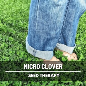 Micro Clover (Trifolium repens) ground cover underfoot with person walking, durable living lawn option - Seed Therapy