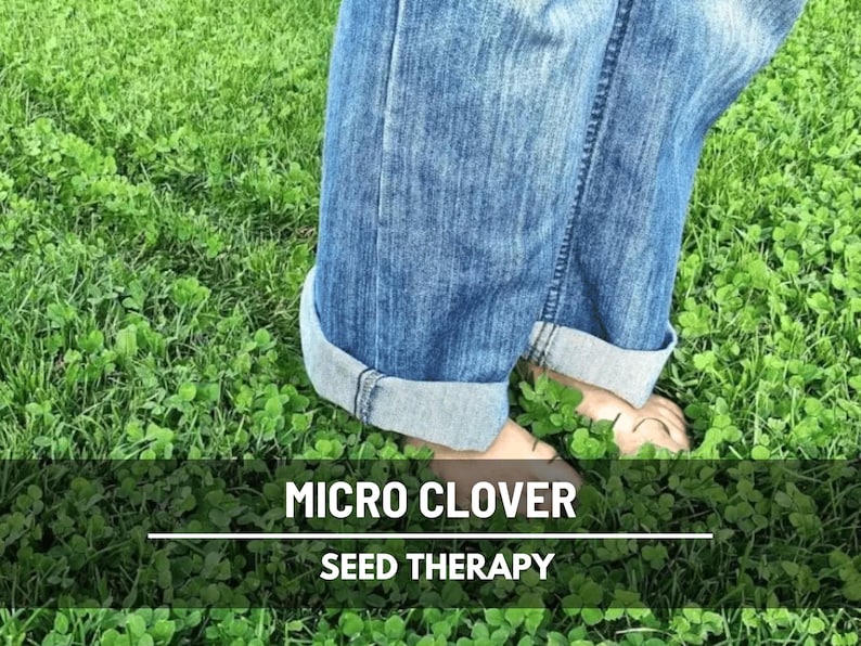 Micro Clover (Trifolium repens) ground cover underfoot with person walking, durable living lawn option - Seed Therapy