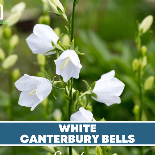 Campanas de Canterbury Blanco Impresionantes flores en - Etsy México Campanas de Canterbury Blanco Impresionantes flores en - Etsy México
