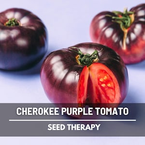 Cherokee Purple Tomato Seeds – Heirloom Vegetable, Best Tasting Beefsteak, Indeterminate, Non-GMO, Garden Gift | 50 Seeds