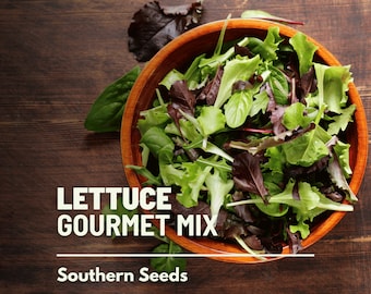 Lettuce, Gourmet Mixed Greens - 500 Seeds - Heirloom Vegetable - Open Pollinated - Non-GMO (Lactuca sativa)