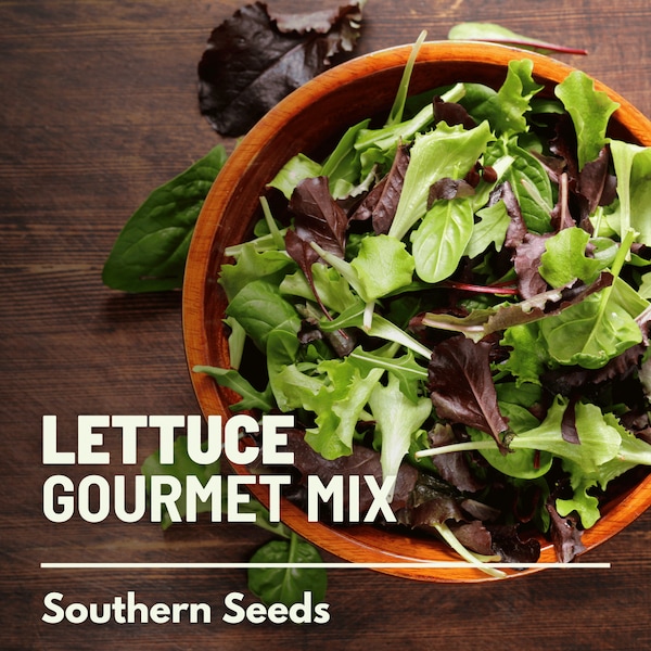 Lettuce, Gourmet Mixed Greens - 500 Seeds - Heirloom Vegetable - Open Pollinated - Non-GMO (Lactuca sativa)