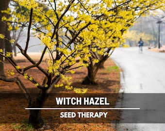American Witch Hazel Seeds – Heirloom Medicinal Shrub, Fragrant Flowers (5 Seeds)