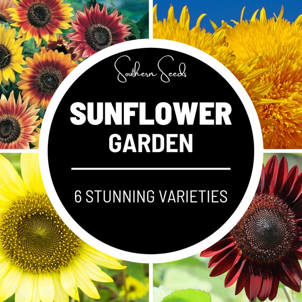 Sunflower Garden Seed Collection - 6 Tantalizing Varieties - Fill Your Garden with Brightness and Joy