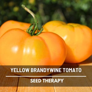 Brandywine Yellow Tomato Seeds – Heirloom Vegetable, Indeterminate Plant, Sweet Tangy Complex Flavor, Easy to Grow | 50 Seeds