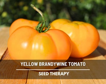 Brandywine Yellow Tomato Seeds – Heirloom Vegetable, Indeterminate, Classic Yellow Tomato (50 Seeds)