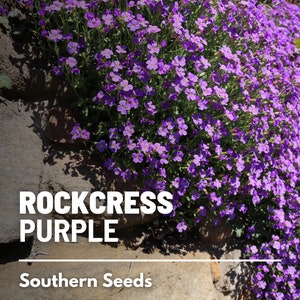 Op de afbeelding: Paarse rotsrepen bloeien op een stenen muur. De tekst "ROCKCRESS PURPLE" en "Southern Seeds" is zichtbaar onder de bloemen.