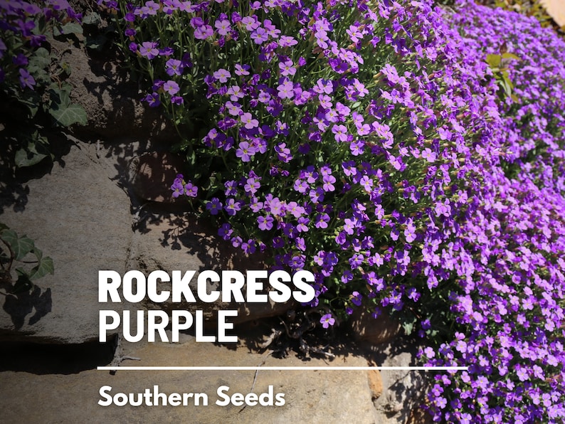 Op de afbeelding: Paarse rotsrepen bloeien op een stenen muur. De tekst "ROCKCRESS PURPLE" en "Southern Seeds" is zichtbaar onder de bloemen.