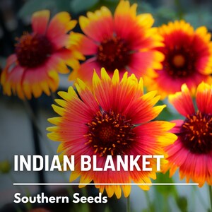 Puede incluir: Primer plano de vibrantes flores de manta india rojas y amarillas. Las flores tienen un centro rojo oscuro central y est&aacute;n rodeadas de p&eacute;talos amarillos con puntas rojas. El texto "INDIAN BLANKET" y "Southern Seeds" es visible debajo de las flores.