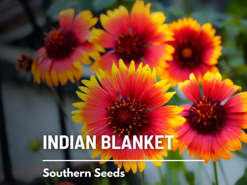 Puede incluir: Primer plano de vibrantes flores de manta india rojas y amarillas. Las flores tienen un centro rojo oscuro central y est&aacute;n rodeadas de p&eacute;talos amarillos con puntas rojas. El texto "INDIAN BLANKET" y "Southern Seeds" es visible debajo de las flores.
