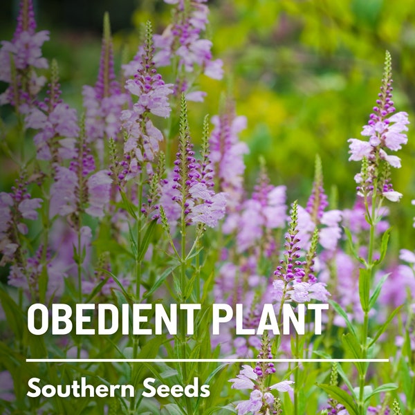 Obedient Plant (False Dragonhead) - 25 Seeds - Heirloom Flower - Unique "Obedient" Blooms That Stay Put When Bent (Physostegia virginiana)