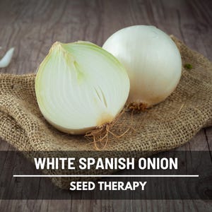 White Sweet Spanish Onion Seeds – Heirloom Long Day, Large Sweet Onion, Mild Flavor, Non-GMO, Open Pollinated | 200 Seeds