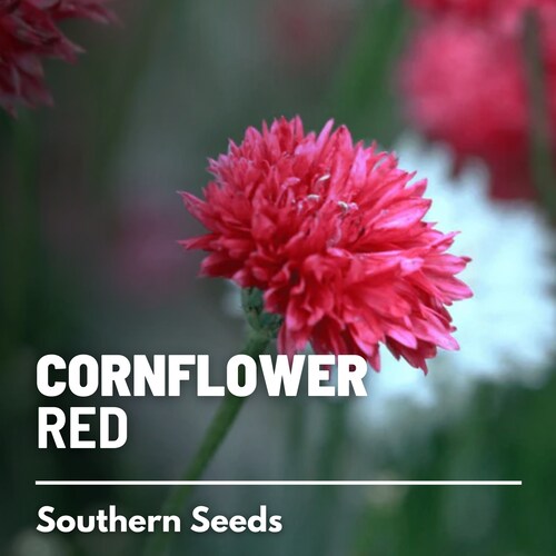 Cornflower, Tall Red (Bachelor's Button) - 100 Seeds - Heirloom Flower - Striking Red Blooms (Centaurea cyanus)